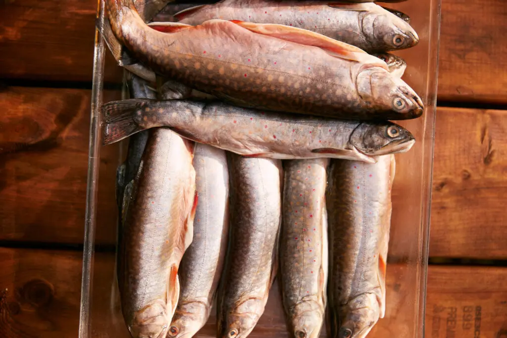 trout